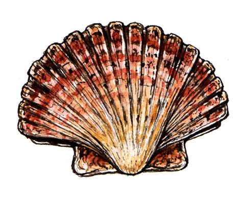 Scallop R Michelson Galleries