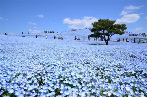 ネモフィラやロッキン会場としても有名な国営ひたち海浜公園、秋は「コキア」が絶景！ 高速バスでの行き方は？ 高速バス･夜行バス･バス