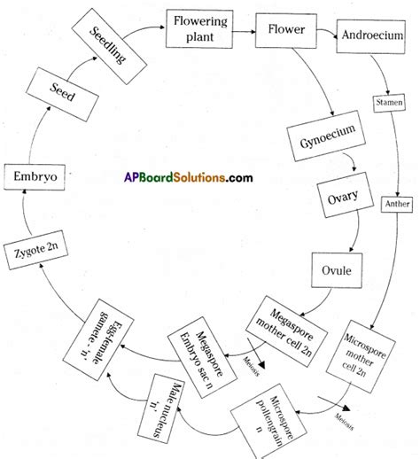 Ts 10th Class Biology Important Questions 6th Lesson Reproduction Ap