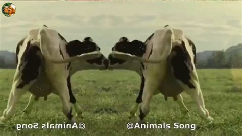 Funny Cow Dance 16 And Funny Cow Song With Lovely Cows Mooing Sounds