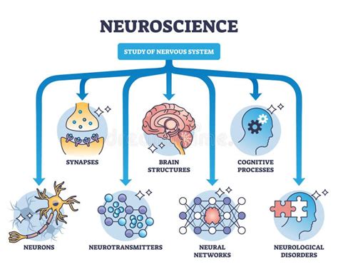 Sistema Nervioso Vs Endocrino Con Mensajeros Diferencias Esquema