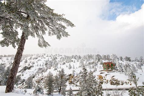 Troodos mountains in snow stock photo. Image of forestry - 8637998