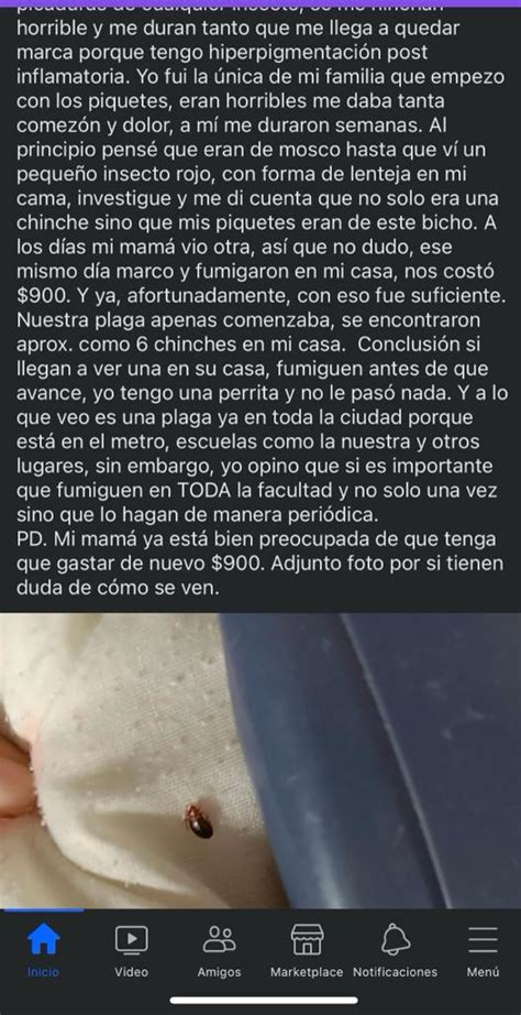 Por supuesta plaga de chinches suspenden clases en Facultad de Química