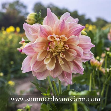 Dahlia Break Out — Dahlia Summerdreamsfarm