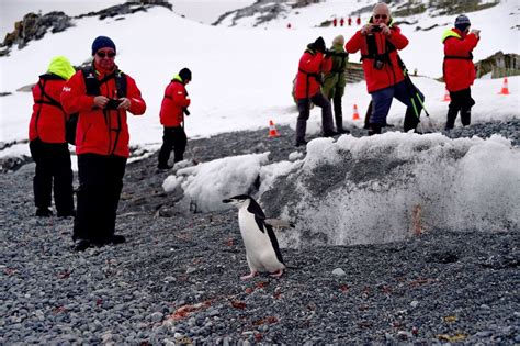 65% of Antarctica’s plants and animals could disappear, scientists say. Its iconic penguins are ...