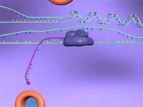 Gene Expression - YouTube