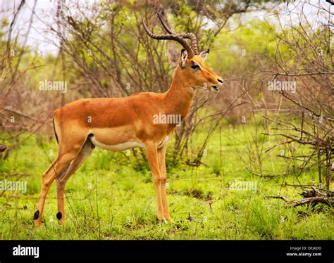 Impala Kruger National Park South Africa Stock Photo Alamy