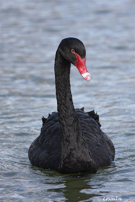 Ce Que Tu Cherche Qu Est Ce Qu Un Cygne Noir