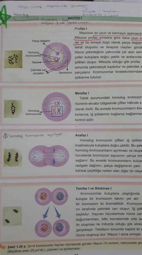 N Kromozomlu Bir Hayvan Hucresinde Interfaz Evresinden Baslayarak