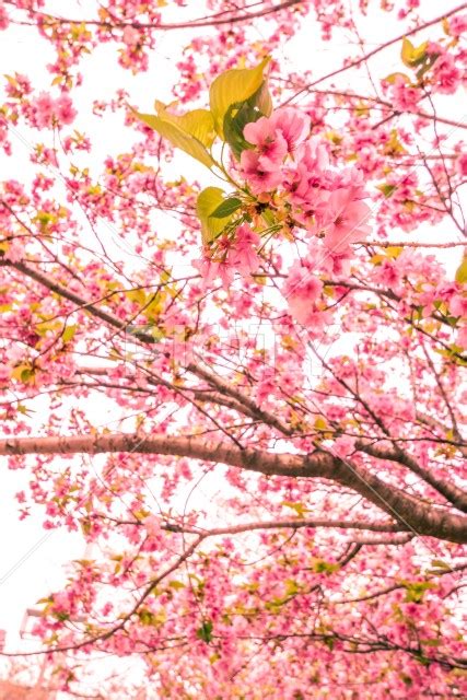 満開に咲く桜のイメージ Id 13092 ご当地写真・イラスト素材サイト Pictyピクティ