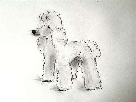 August 12th - Dog Week Day 1 - Poodles : r/SketchDaily