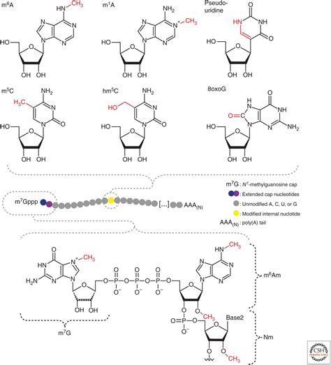 discovering  mapping  modified nucleotides  comprise