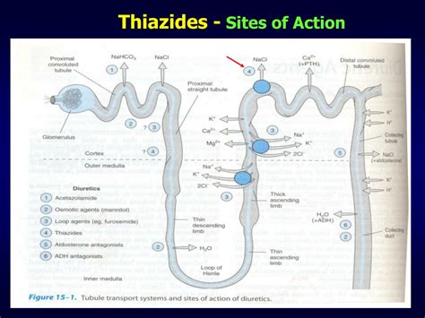 Ppt Diuretics 2 Of 2 Powerpoint Presentation Free Download Id