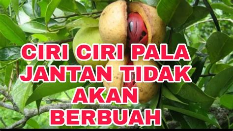 Ciri Ciri Pala Jantan Yang Tidak Akan Berbuah Youtube