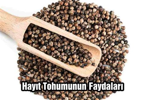 Hayıt Tohumunun Özellikleri Faydaları Kullanımı Tüketimi