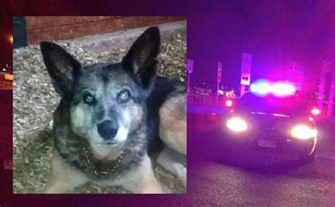 CRIMEN Policía atropella intencionalmente 3 veces a un perro anciano y