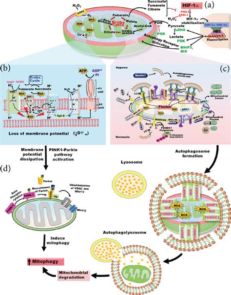 Hif Mediated Induction Of Selective Mitophagy Under Hypoxia A