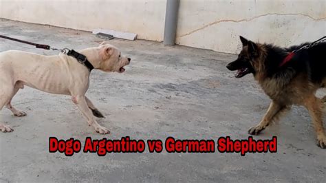 Dogo Argentino Attack German Shepherd 😨 Simba Ko Pitbull Puppy Se