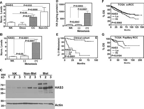 Measurement Of Has3 Levels In Normal And Rcc Tissues And Their