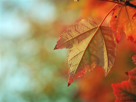 Free Images Nature Branch Sunlight Fall Flower Orange Red