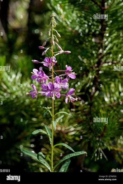 Fireweed Chamaenerion Angustifolium Aka Chamerion Angustifolium And