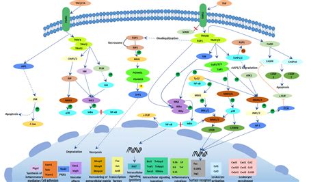 Tnf信号通路signaling Pathway 武汉华美生物