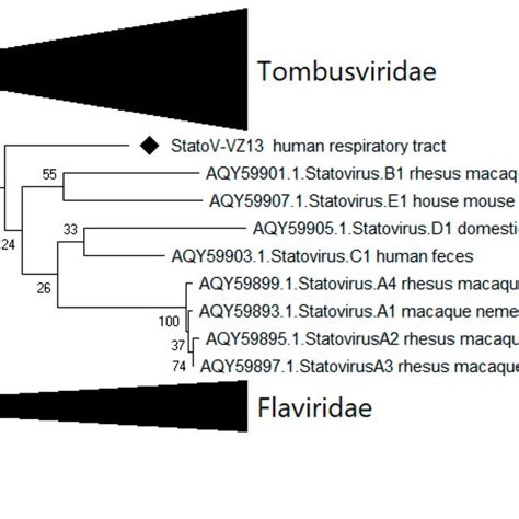 Phylogenetic Tree Of Amino Acid Partial Rna Dependent Rna