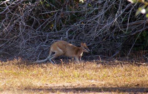 Agile Wallaby - ClimateWatch Australia- Citizen Science App