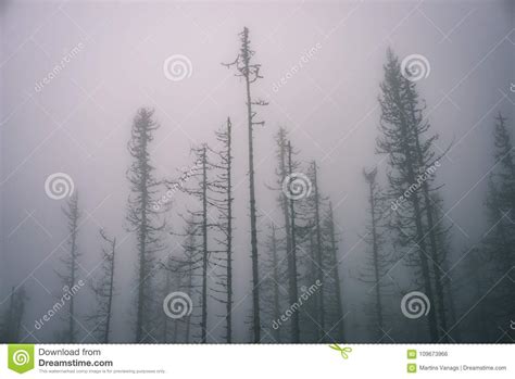 Autumn Misty Trees With Naked Branches Vintage Film Look Stock Photo