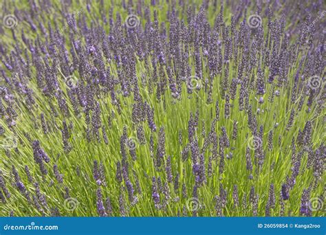 Summer Lavender Stock Photo Image Of Colour Lots Summer 26059854