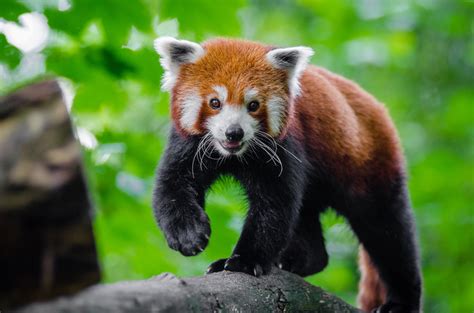 1280x800 resolution | red panda, Small panda, Red panda, Cute HD ...