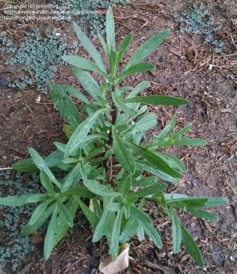 Southern Lawn Weeds Identification