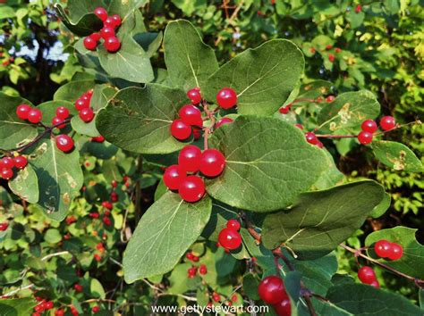 Tartarian Honeysuckle Red Jewel Jewel Colors Little Red Pretty