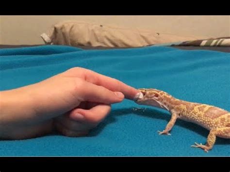 Bitten By A Leopard Gecko YouTube