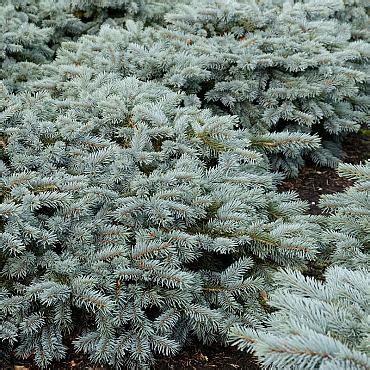 Picea pungens 'Karpaten' | Jan Nieuwesteeg