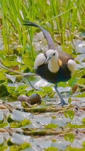 Pin By Ms Bay On Birds Video Most Beautiful Birds Pet Birds