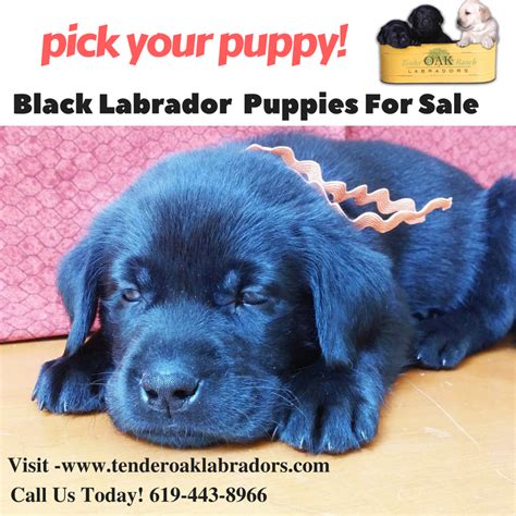 Black Akc Labrador Puppies For Sale In Southern California Labrador