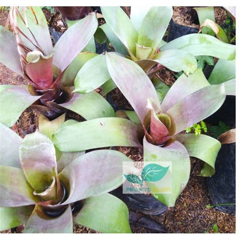 Jual Tanaman Hias Bromelia Giant Impeliarispohon Bromelia Jumbo