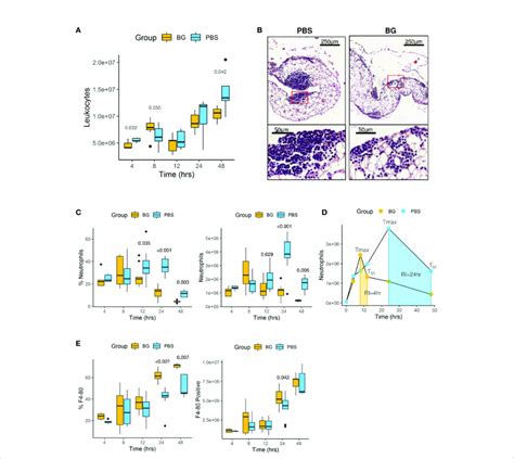 Leukocyte Infiltration In The Peritoneal Cavity A Flow Cytometry