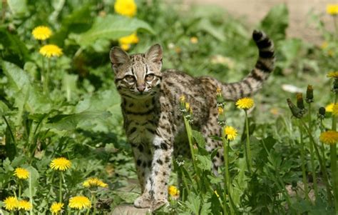 Обои дикая кошка, скачать обои, фото и картинки бесплатно
