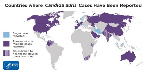 CDC Global Health On Twitter Candida Auris Is An Emerging Multidrug