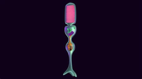 rod cell    model  xb fdd sketchfab