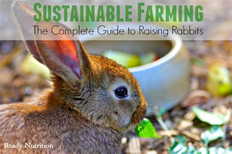 Raising Breeding Rabbits For Meat The Ultimate Guide