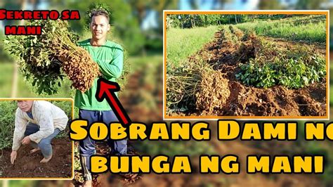 Pag Harvest Ng Mani At Ang Sekreto Niya Paano Paramihin Ang Bunga Ra