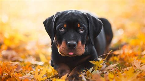 Short Coated Black Rottweiler HD Wallpapers | HD Wallpapers | ID #33131