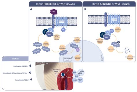 Schematic Illustration Of The Canonical Wnt Pathway A In The