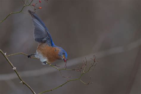 Bluebirds Eating Berries Mark Schaefer Photography