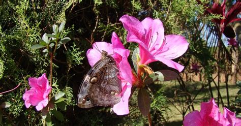 Borboleta Coruja 21755 Biofaces Bring Nature Closer