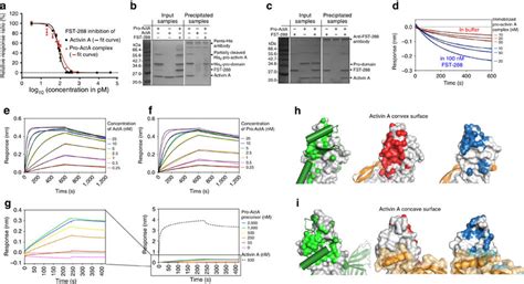 activinfollistatin interaction  inhibition  activin  signalling