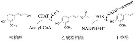 一种丁香酚的微生物合成方法与流程